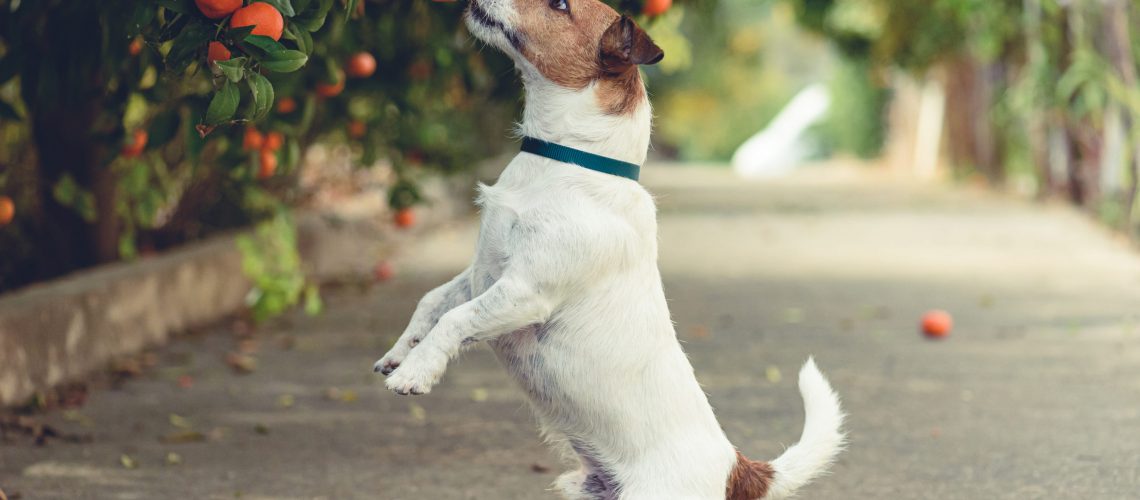 Jack Russell Terrier rearing up to get mandarin